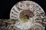 Inch Wide Choffaticeras Ammonite - Rare Species #3530-1